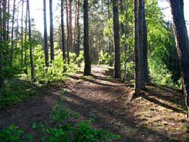 Forests in Belarus