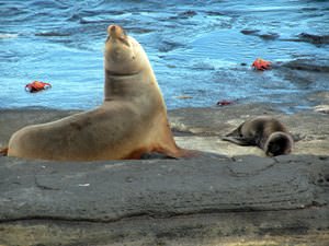Galapagos Sea Lion (Zalophus wollebaeki) mother and pup