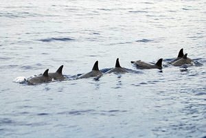 Dolphins swimming in synch