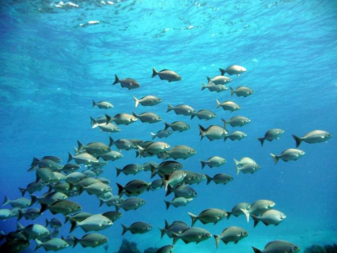 Cozumel Island
