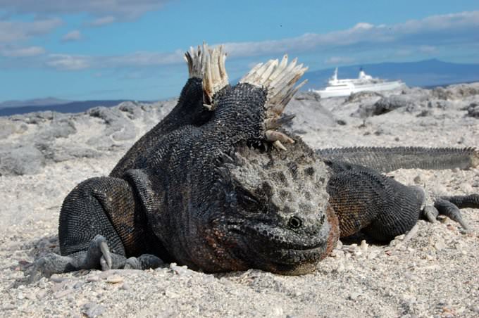 Galapagos, Fernandina