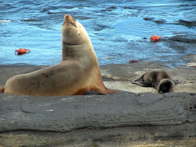 Galapagos Sea Lion (Zalophus wollebaeki) mother and pup