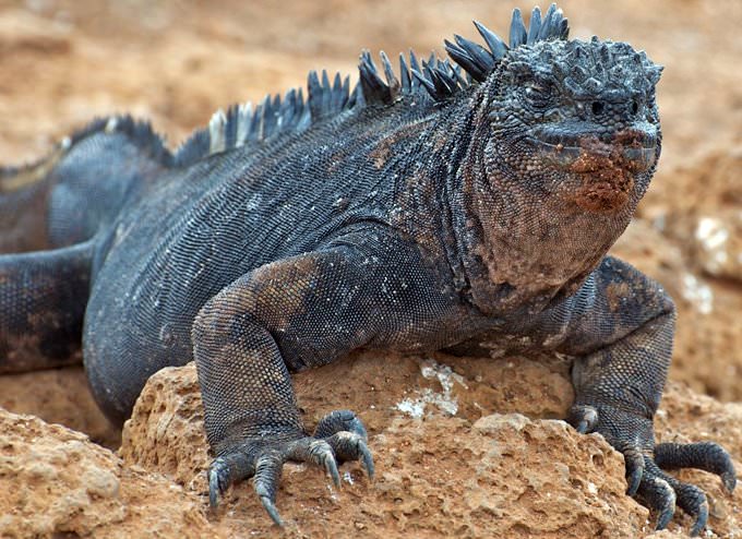 Galapagos Marine Iguana, North Seymour Island