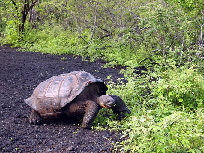 Galapagos Islands 2010