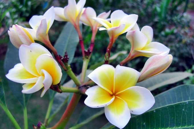Frangipani @ Goa