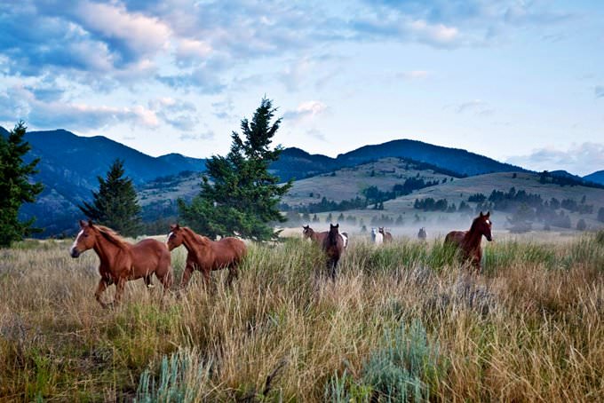 Montana Montana