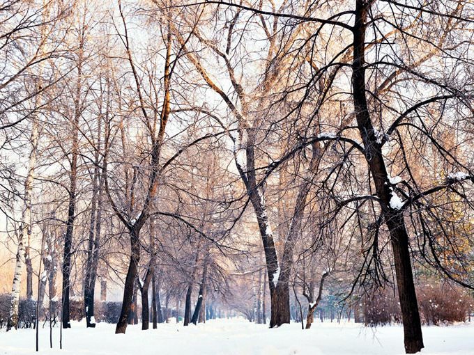 Winter in the local park \/ Novosibirsk \/ Siberia \/ 09.12.2011