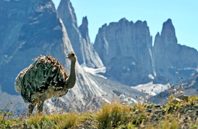 Patagonia