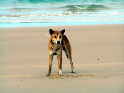Пляжи острова Фрейзер , Fraser Island Beaches, Австралия