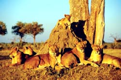 Kavango-Zambezi Conservation Area, Angola - Botswana - Zambia - Zimbabwe - Namibia