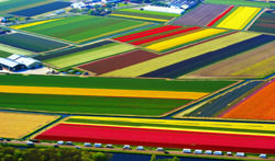 Поля тюльпанов в Лиссе, Нидерланды