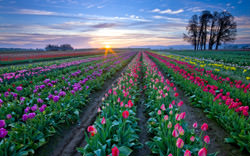 Lisse Tulip Fields, Netherlands