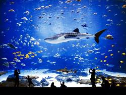 The Georgia Aquarium, United States