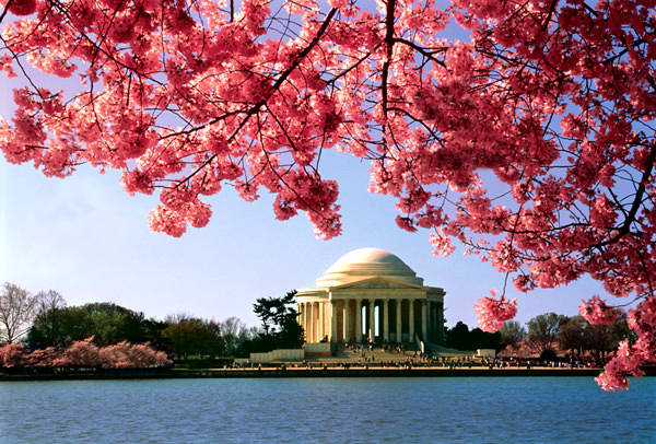 National Cherry Blossom Festival, United States