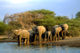 5 out of 15 - Great Limpopo Transfrontier Park, South Africa