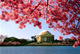 12 out of 13 - National Cherry Blossom Festival, United States